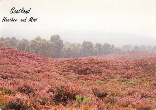 uk35566 heather and mist scotland uk lot 2 uk