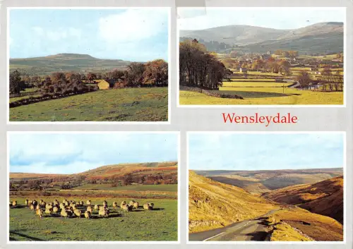 uk35938 wensleydale uk lot 4 uk sheep