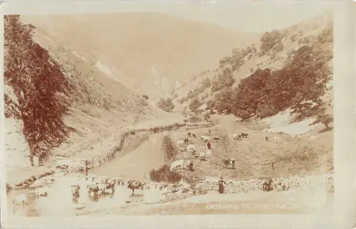 BR74512 Eingang zu Dovedale Kuh Vache Echtfoto UK