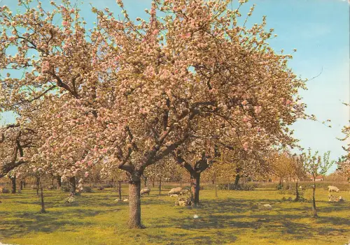uk36082 kentish orchard uk lot 5 uk