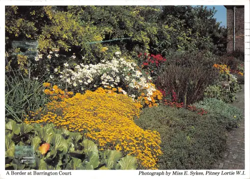 uk36257 border at barrington court uk lot 6 uk