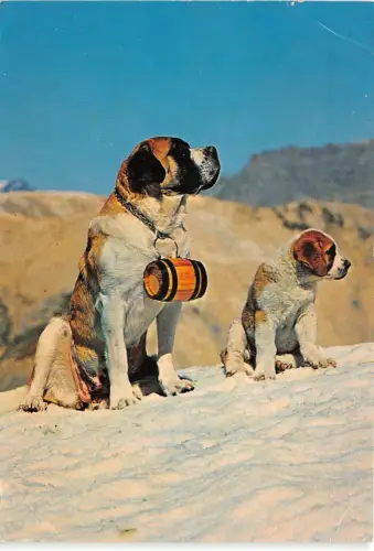 lot 41 italy st bernard dog valle d aosta