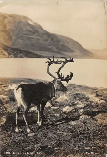 Lot 49 Norwegen Echt Foto Fra Fjellet Ren Rentier Tier