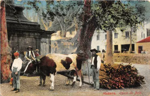 lot 23 portugal madeira carca de bois Bullenarten Folklore