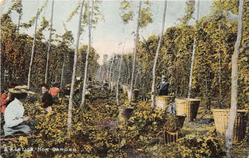 uk40221 Kentish Hop Garden UK Maidstone Kent Landwirtschaft Ernte