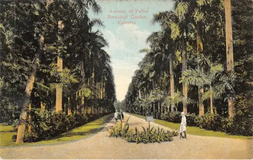 Lot 97 Allee der Palmen Botanischer Garten Calcutta Indien Kolkata
