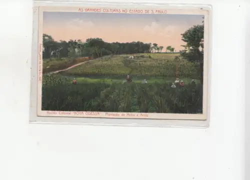 B82351 San Paulo Brasilien Nova Odessa Mais- & Reisplantage Vorderes Rückseite Bild