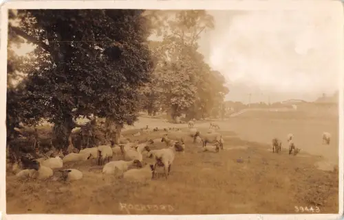 BR98595 Rockford Sheep Echtfoto UK