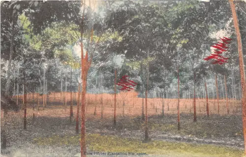 BF36027 Singapore Para Rubber Plantaion Front/Back Scan