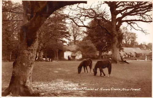 BR65761 Waldponys am Schwan New Forest Echtfoto UK