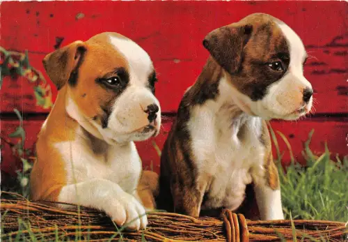 B43861 Chiens Hunde Tiere