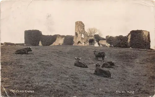 Lot370 Uk Kühe Pevensey Schloss Echtfoto