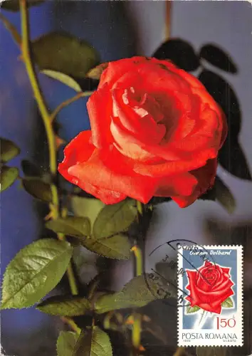 B22914 Fleurs Blumen Rosen Maximum