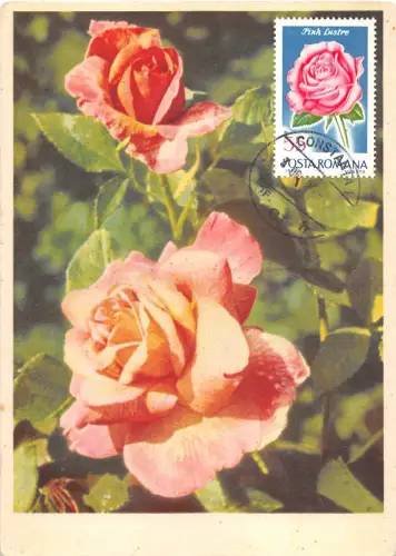 B22918 Fleurs Blumen Rosen Maximum Karte