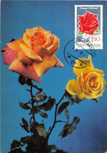 B22916 Fleurs Blumen Rosen Maximum Karte