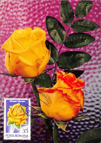 B22939 Fleurs Blumen Rosen Maximum Karte