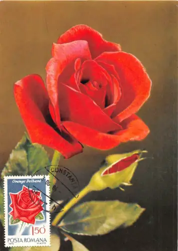 B22940 Fleurs Blumen Rosen Maximum Karte