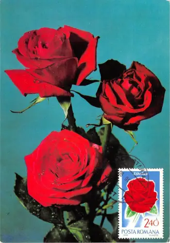 B22943 Fleurs Blumen Rosen Maximum Karte