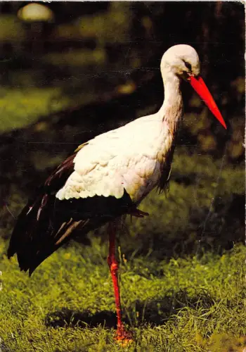 B27582 Vögel Oiseaux Türkei