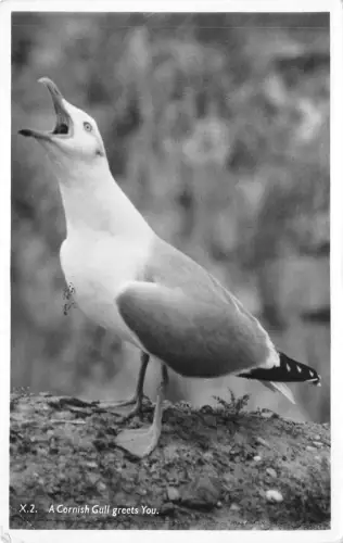 lot400 a cornish gull greet you cornwall uk