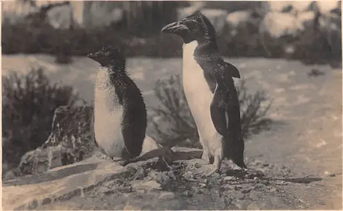 lot406 Schottland Edinburgh Rock Hopper Pinguin Echtfoto