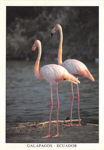 lot408 galapagos ecuador flamingos isla rabida vögel