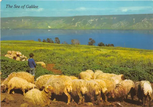 Lot409 Israel See Genezareth Schaf Schaf