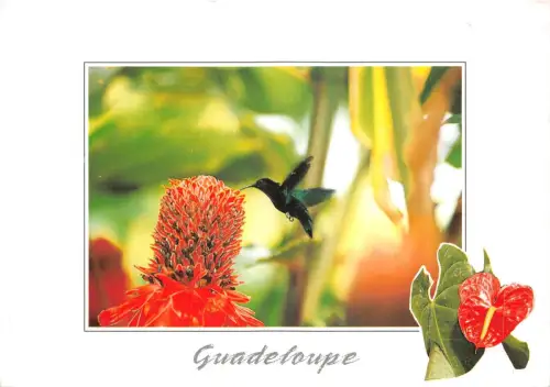 lot412 Karibik Französische Antillen Guadeloupe Vogel Colibri