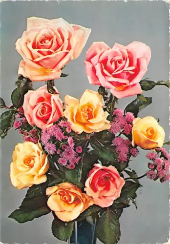 B52042 Fleurs Blumen Rosen