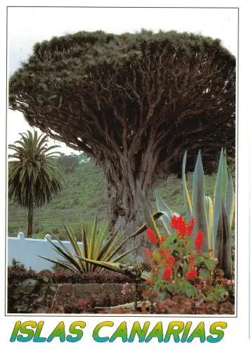 BG27583 islas canarias spain