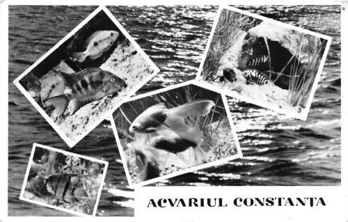 B22258 Fisch Peche Rumänien Constanta