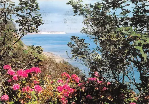 BT18410 Hortensien und Luccombe China Shanklin UK