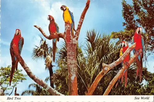 B98618 Vogel Baum USA Papagei Perroquet Tiere Animaux