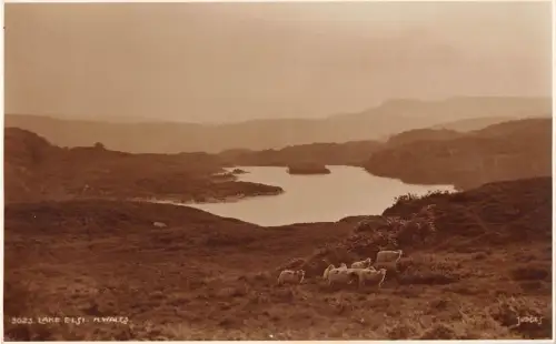 BR69616 See Elsi Schaf Mouton Wales Richter 3023 Echtfoto