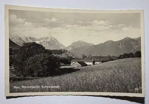 Ak Bay. Stammgestüt Schwaiganger, Murnau