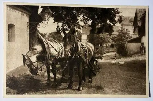 Ak Neudörfel, Rastende Pferde, Böhmen, Sudeten