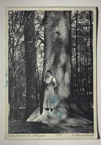 Ak Hohegeiss i. Harz, Dicke Tannen