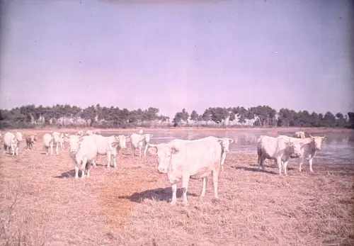 Autochrome LUMIERE & FILS, "Les vaches" circa 1910