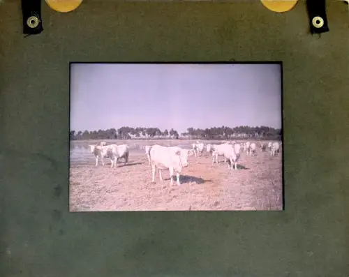 Autochrome LUMIERE & FILS, "Les vaches" circa 1910