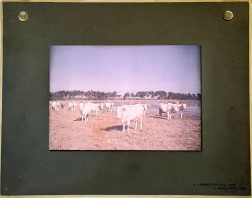 Autochrome LUMIERE & FILS, "Les vaches" circa 1910