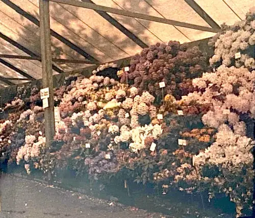 Autochrome - vue stéréoscopique sur plaque de verre, Rododendrons circa 1910