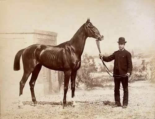 Tirage albuminé photographie hippique Présentation du cheval de course c.1880