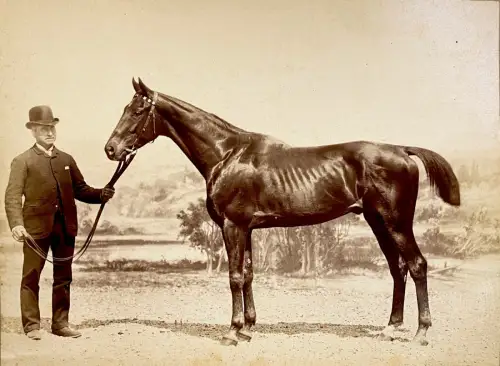 Tirage albuminé photographie hippique Présentation du cheval de course c.1880