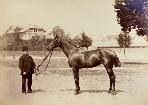 Tirage albuminé photographie hippique Présentation du cheval de course c.1880