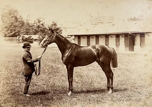 Tirage albuminé photographie hippique Présentation du cheval de course c.1880