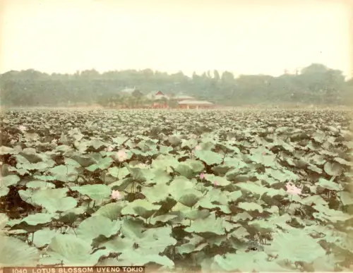 KUSAKABE KIMBEI Fleurs de Lotus du Parc d'Ueno, Tokyo c. 1880 Tirage albuminé