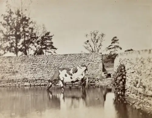 Achille QUINET(1831-1907) Etude d'après nature c.1860 Tirage albuminé signé