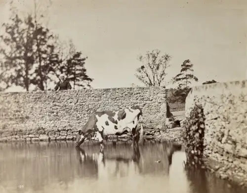 Achille QUINET(1831-1907) Etude d'après nature c.1860 Tirage albuminé signé