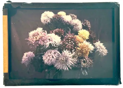 Autochrome -  Composition Florale  - circa 1910