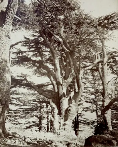 Felix BONFILS (1831-1885) Cèdres du Liban c.1870 Tirage albuminé d'époque